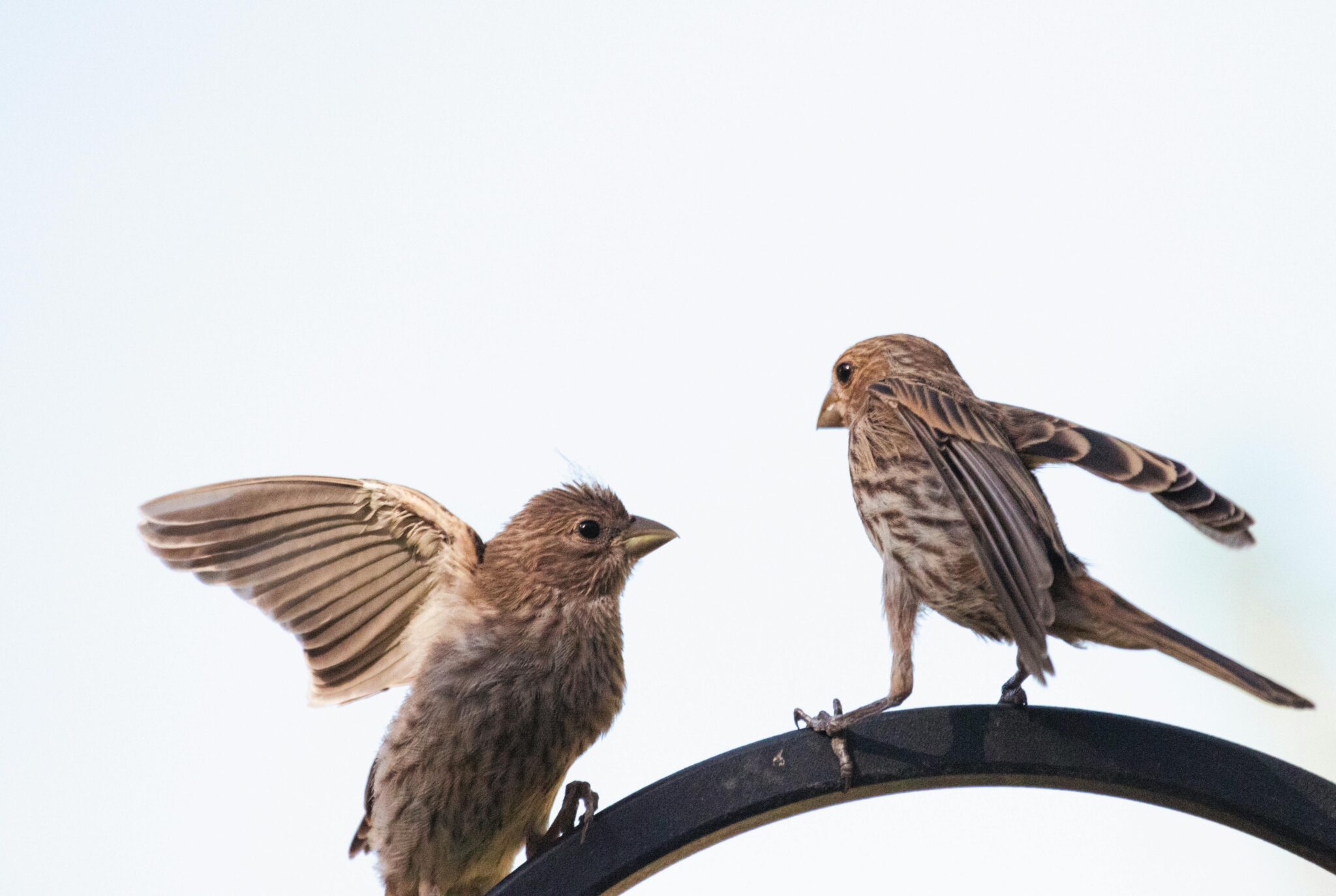 Charming scene of two sparrows interacting on a perch, captured in daylight.